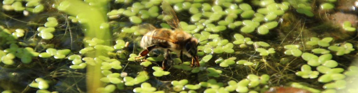 Biene beim Wasserholen
