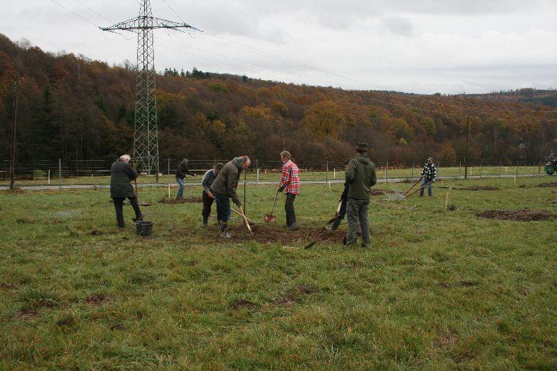 Bäume pflanzen