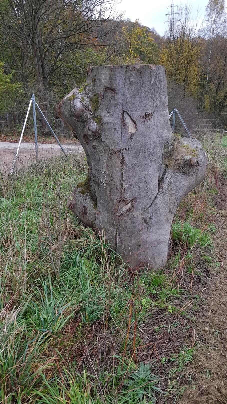 Baum von vorne