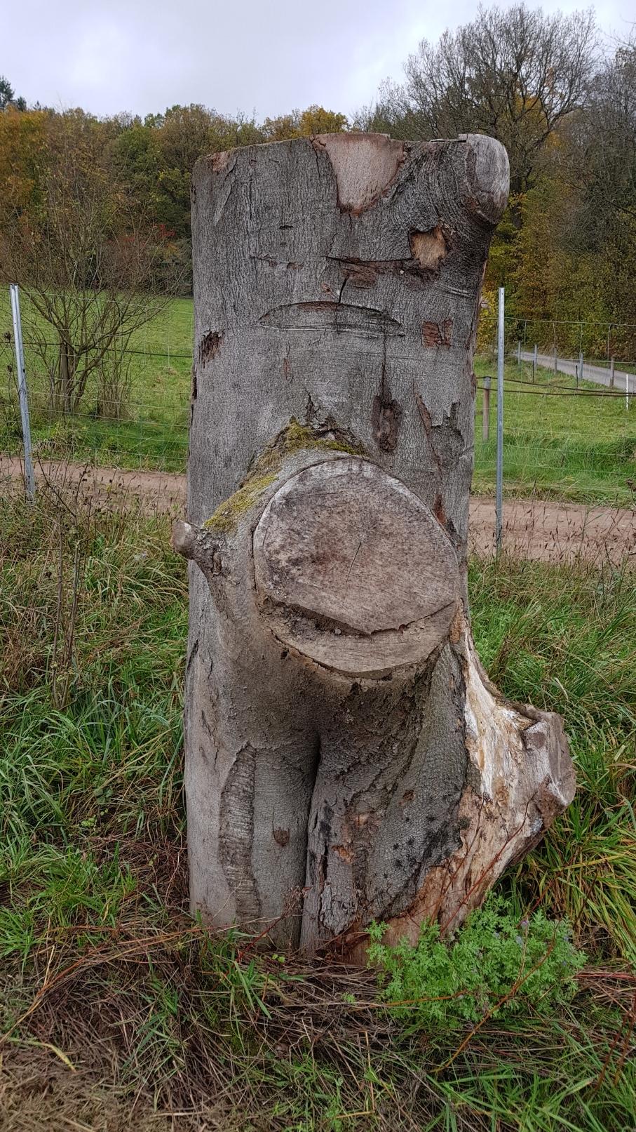 Baum von rechts