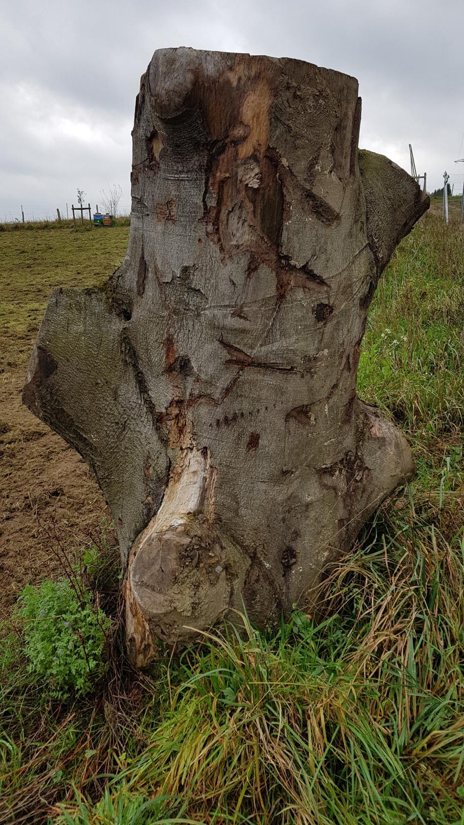 Baum von hinten (da wo das Papier liegt)