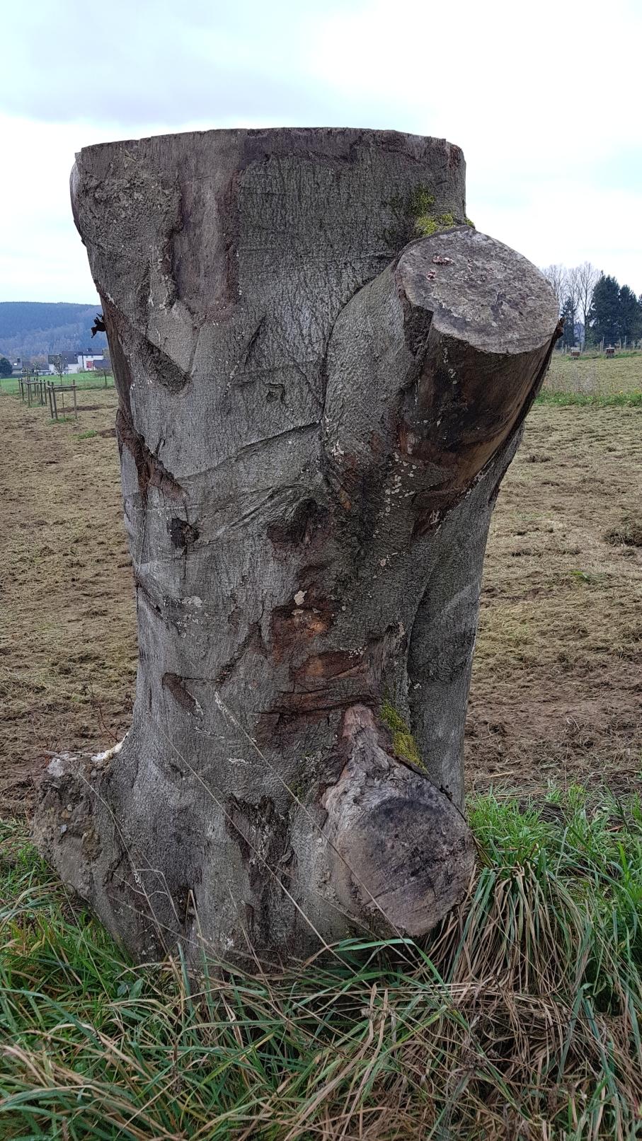 Baum von links