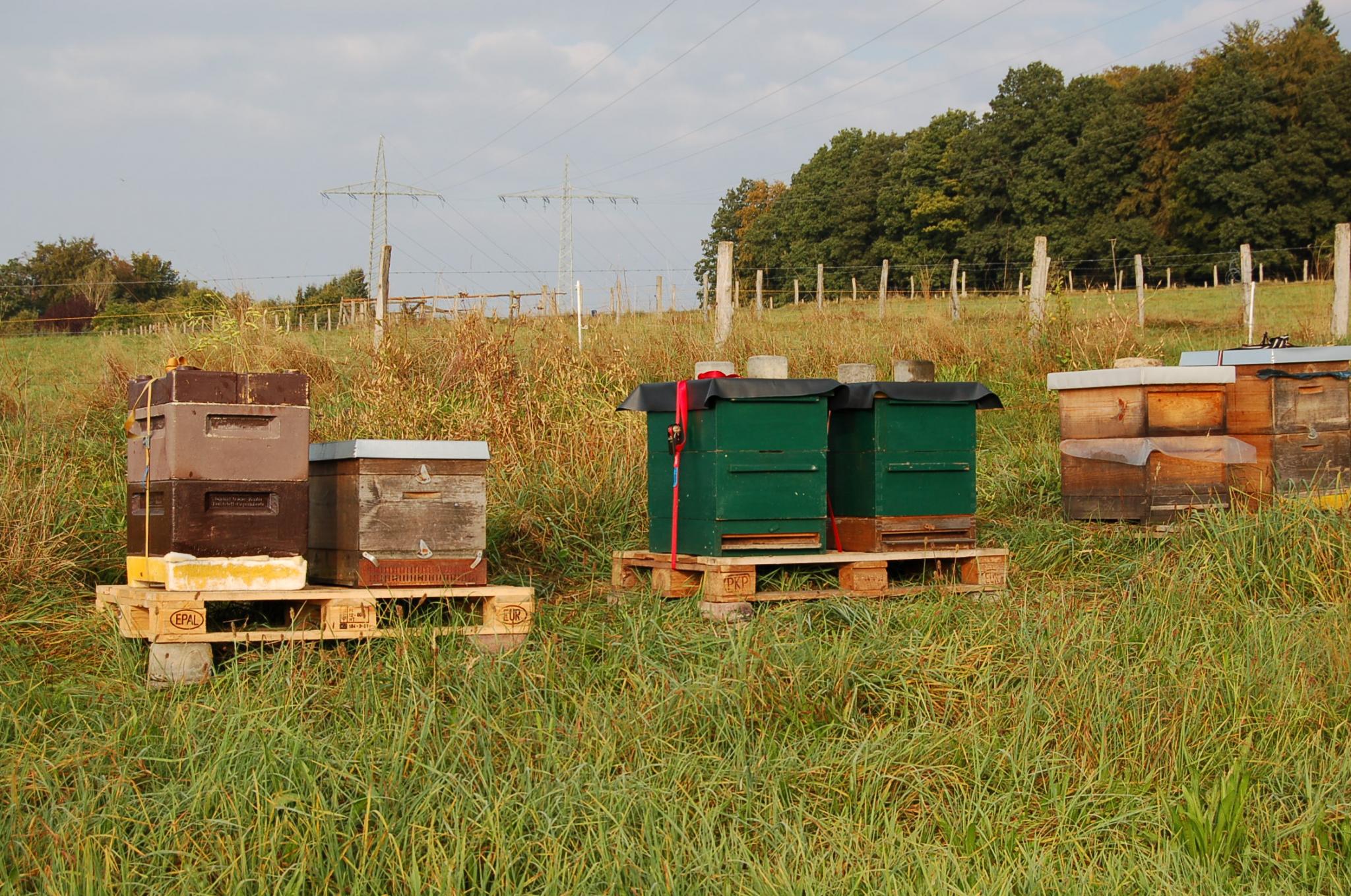 Bienengarten im September 2016