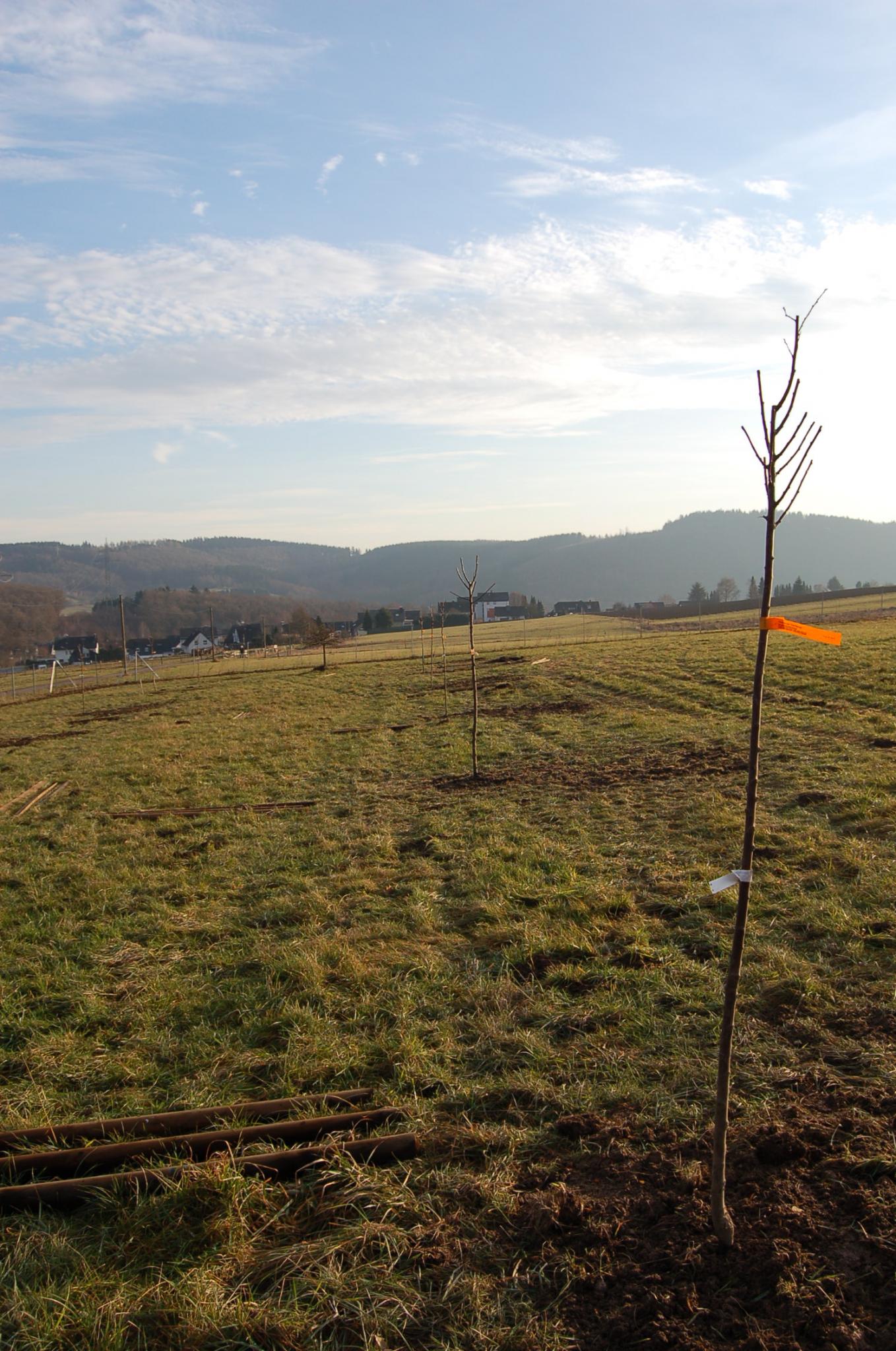 Bienengarten im Dezember 2016