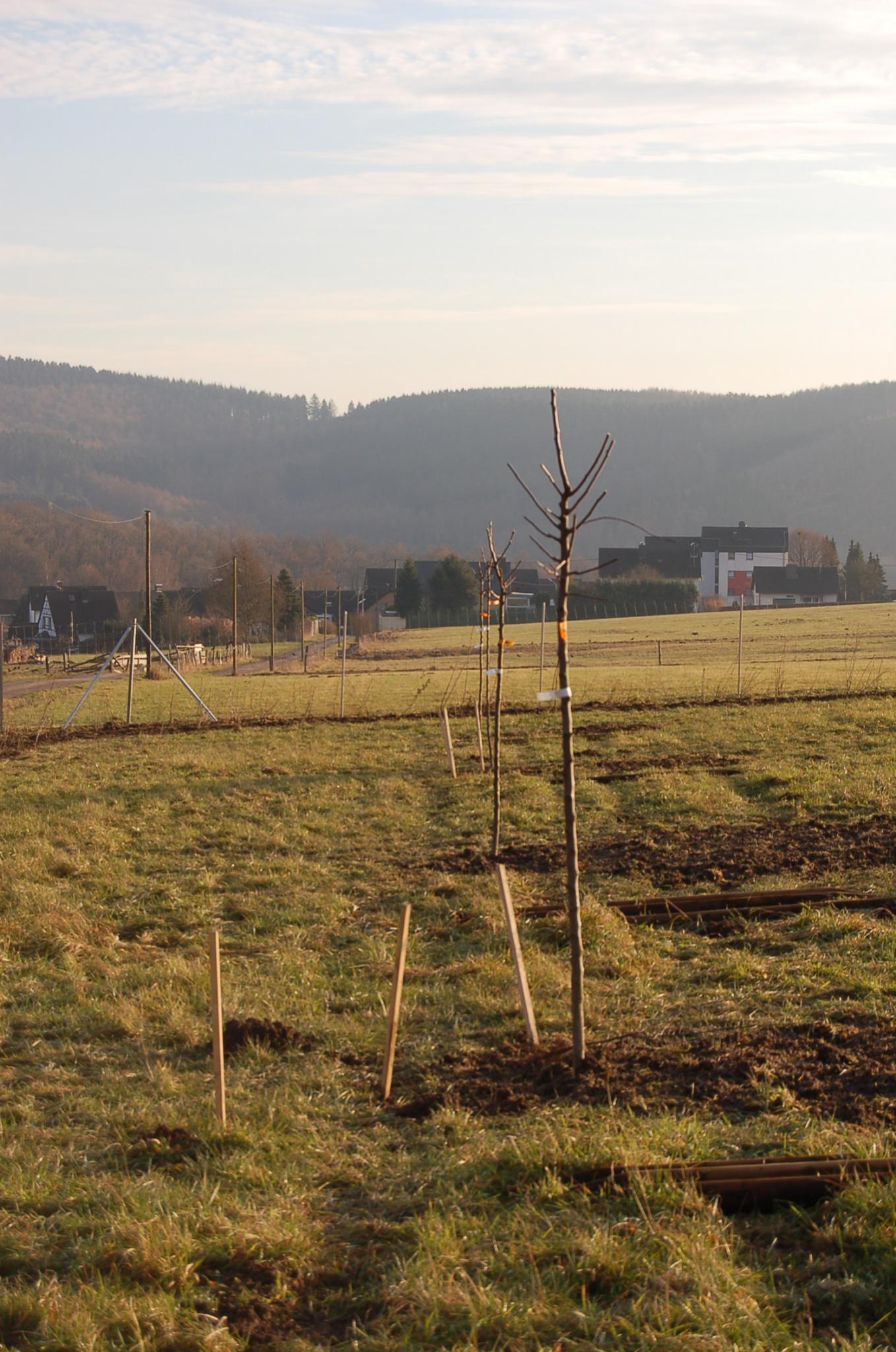 Bienengarten im Dezember 2016