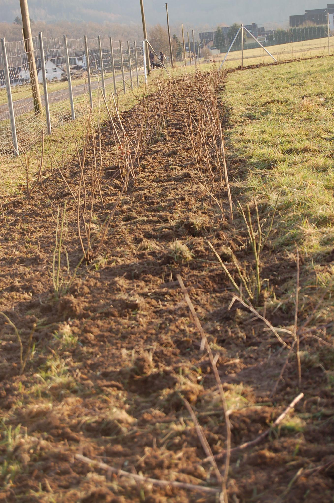 Bienengarten im Dezember 2016