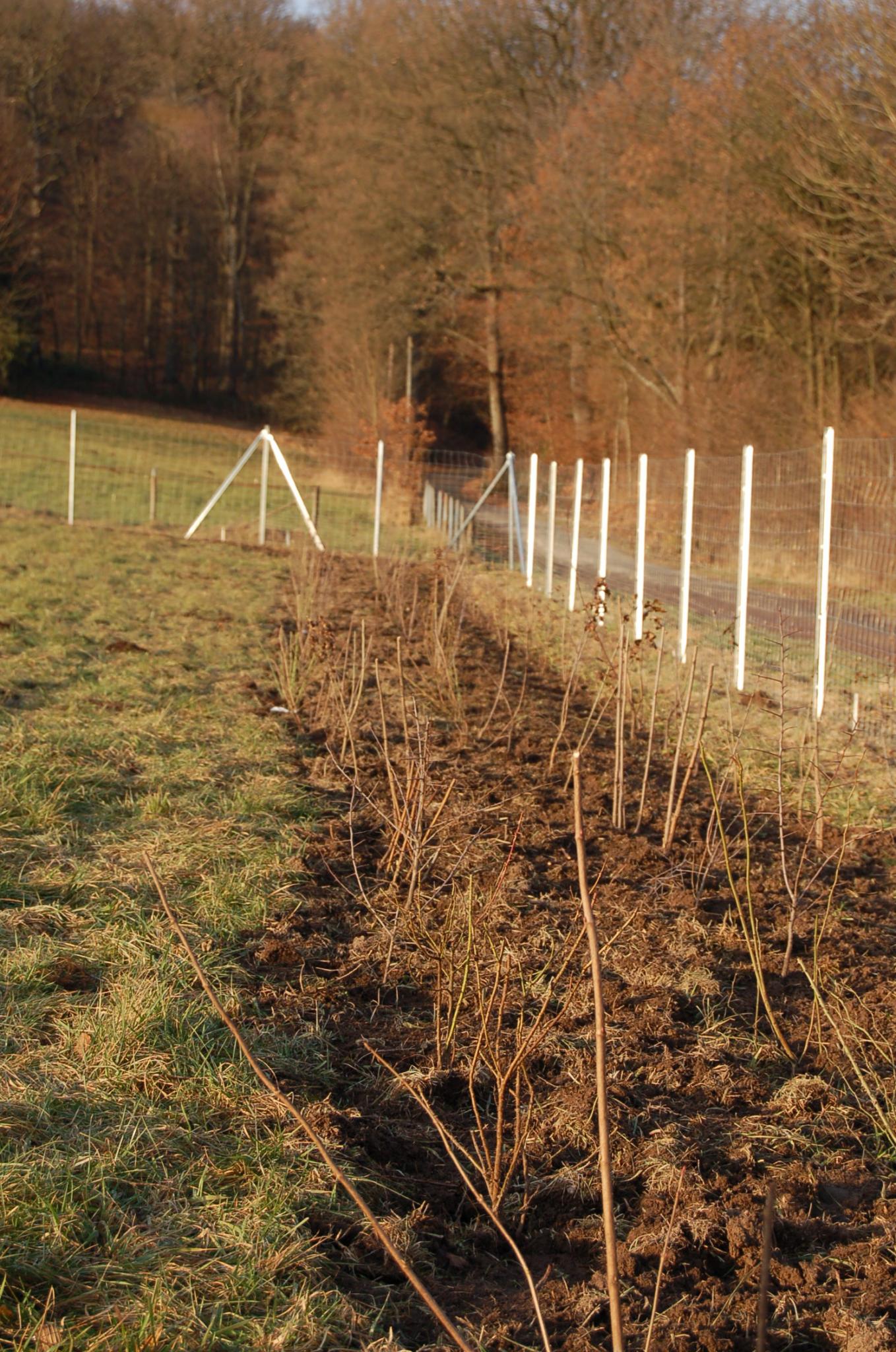 Bienengarten im Dezember 2016