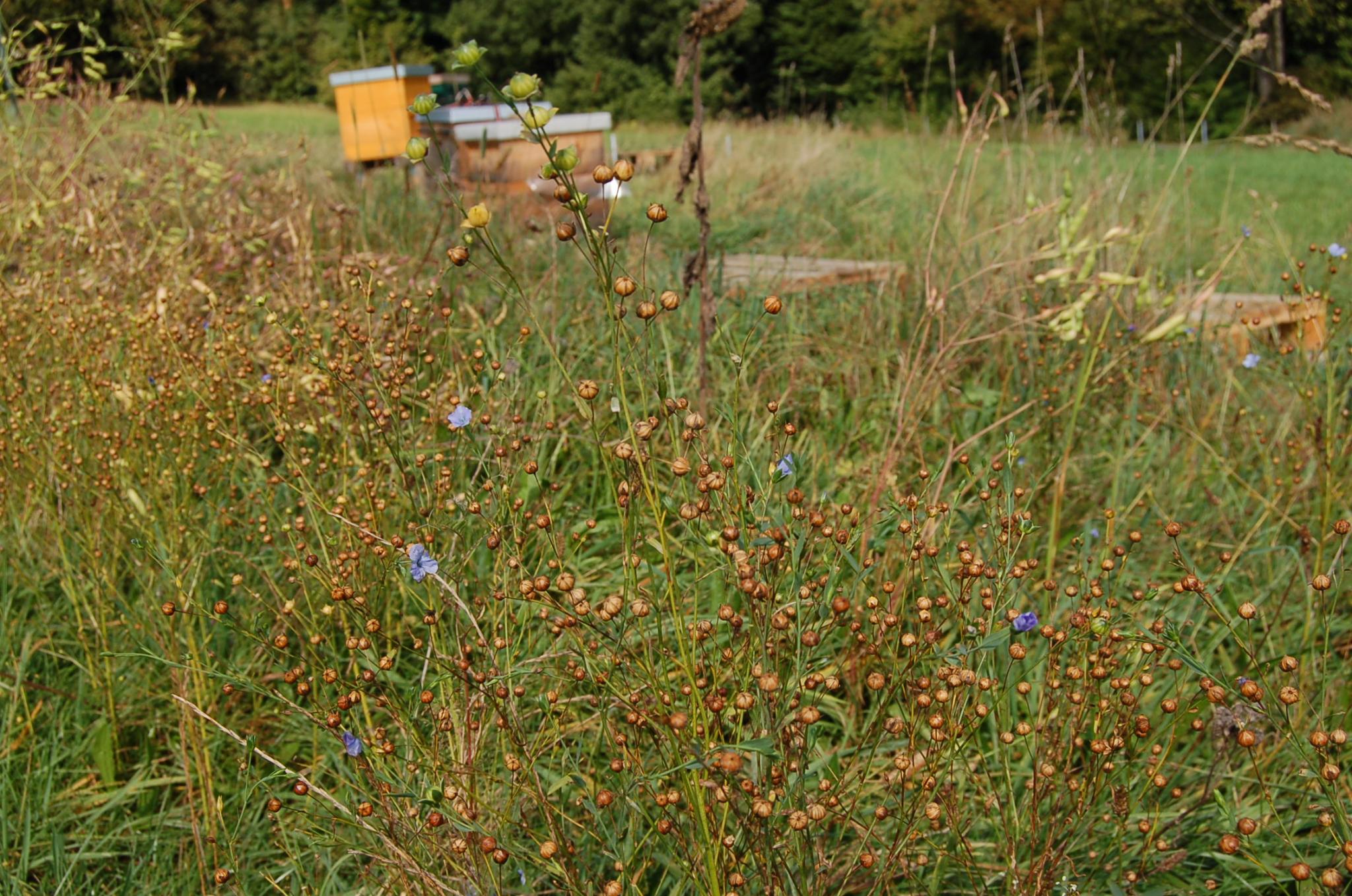 Bienengarten im September 2016