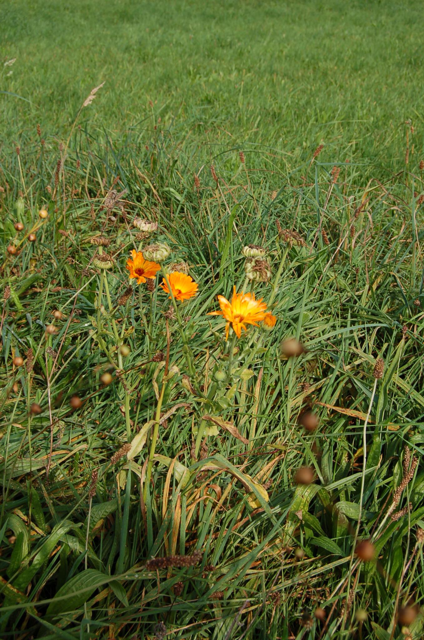 Bienengarten im September 2016