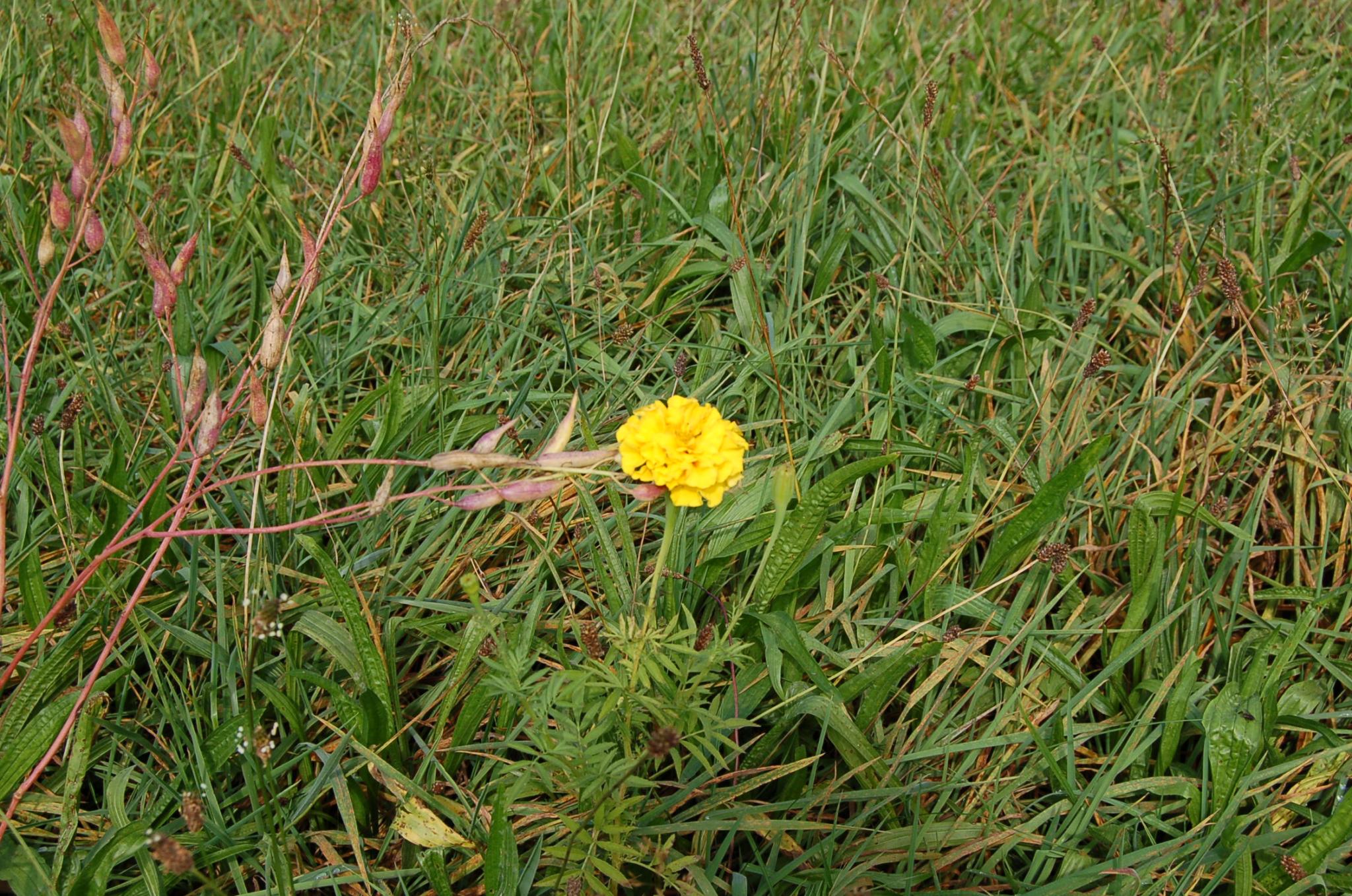 Bienengarten im September 2016