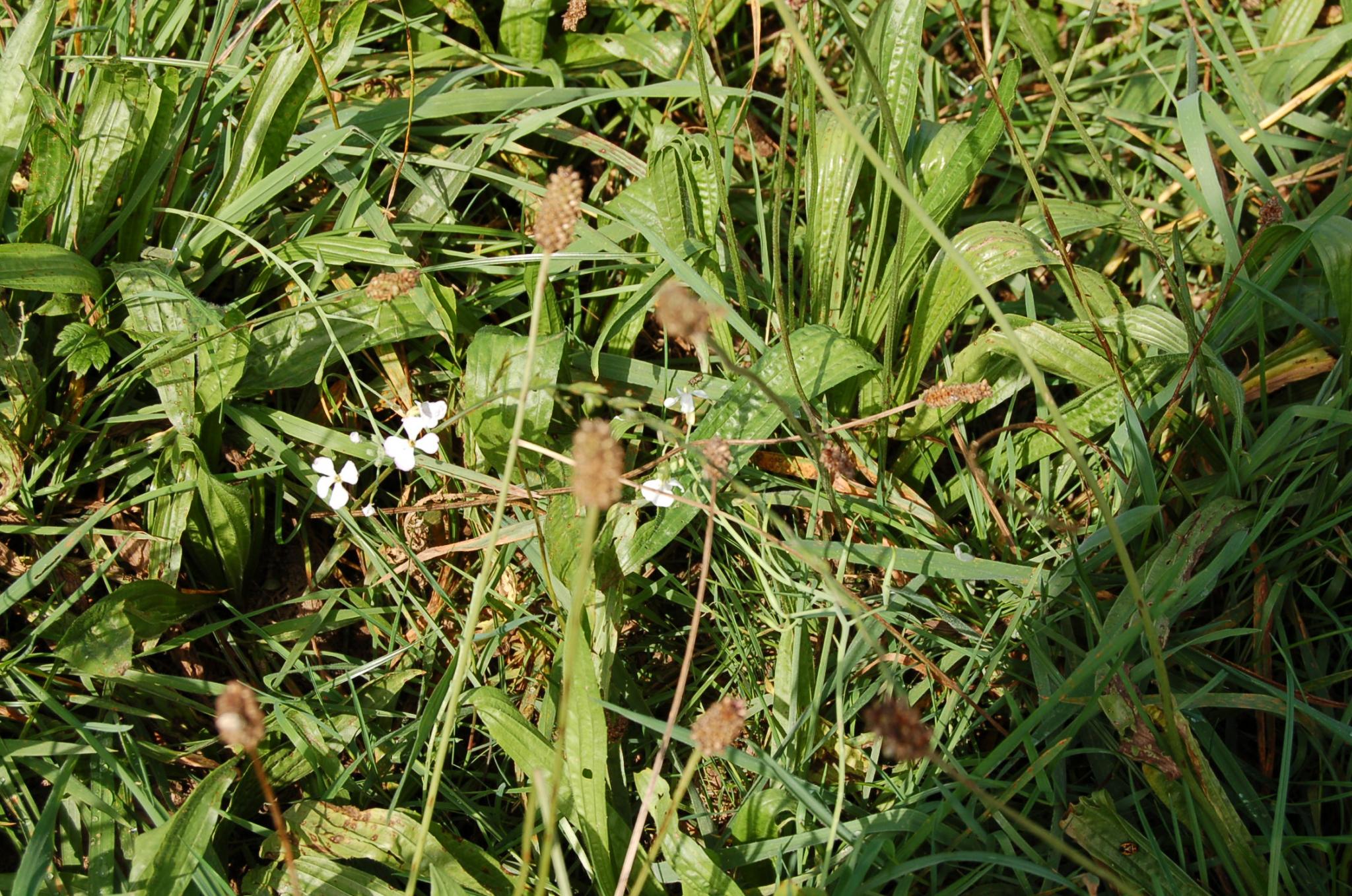 Bienengarten im September 2016