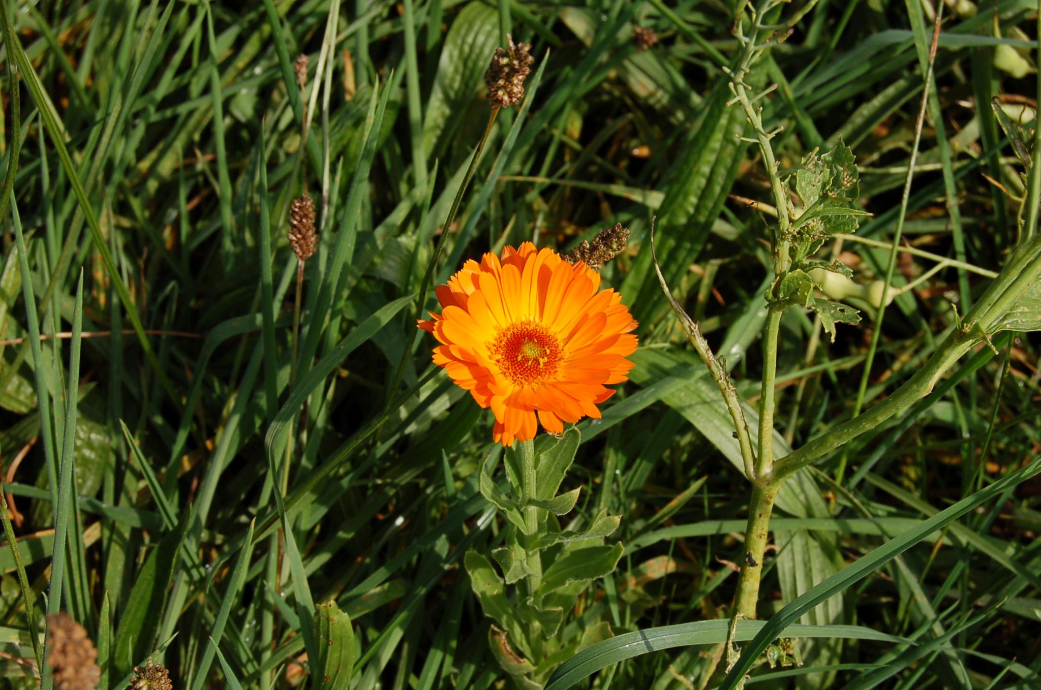 Bienengarten im September 2016