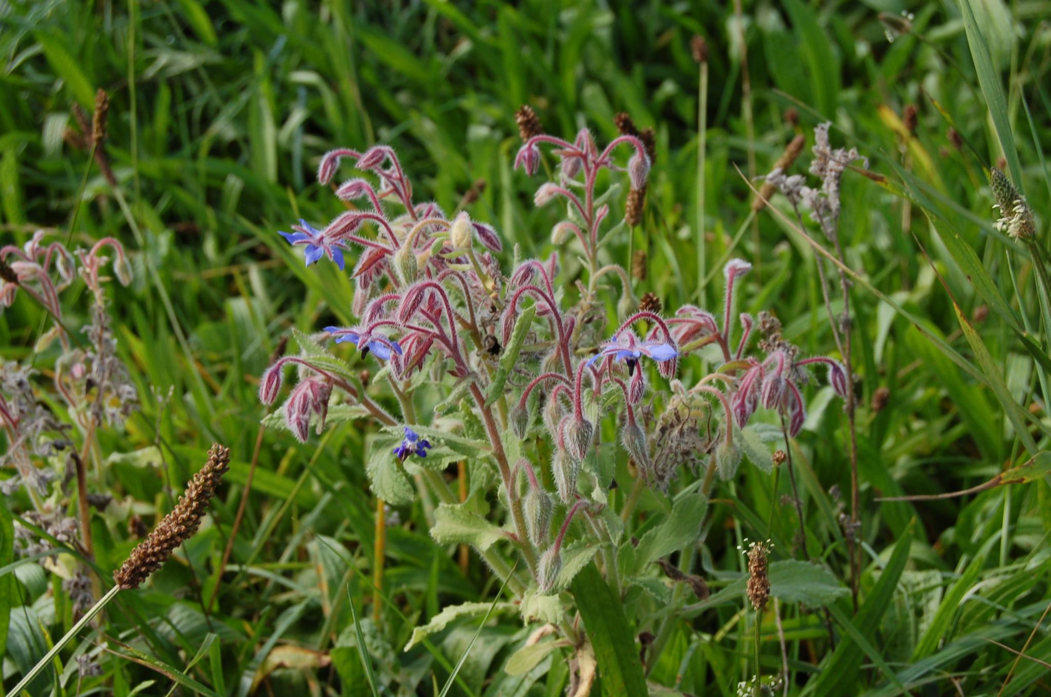 Bienengarten im September 2016