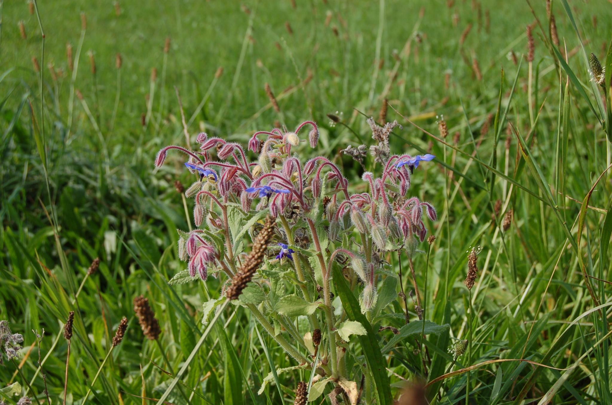 Bienengarten im September 2016