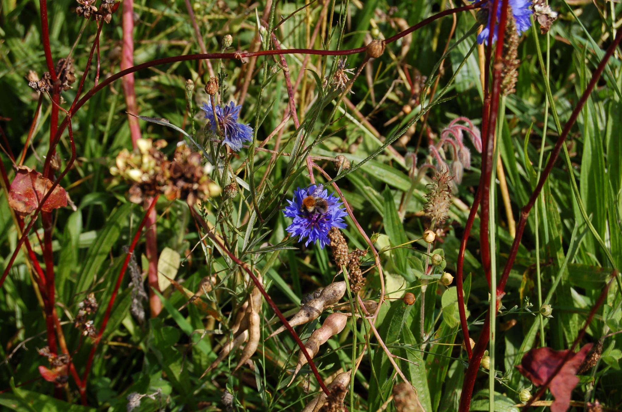 Bienengarten im September 2016