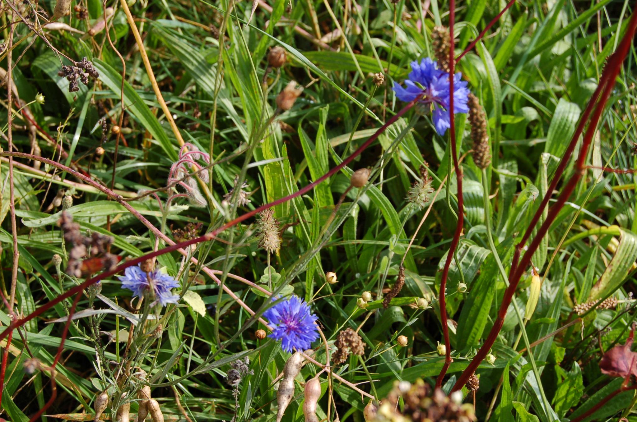 Bienengarten im September 2016