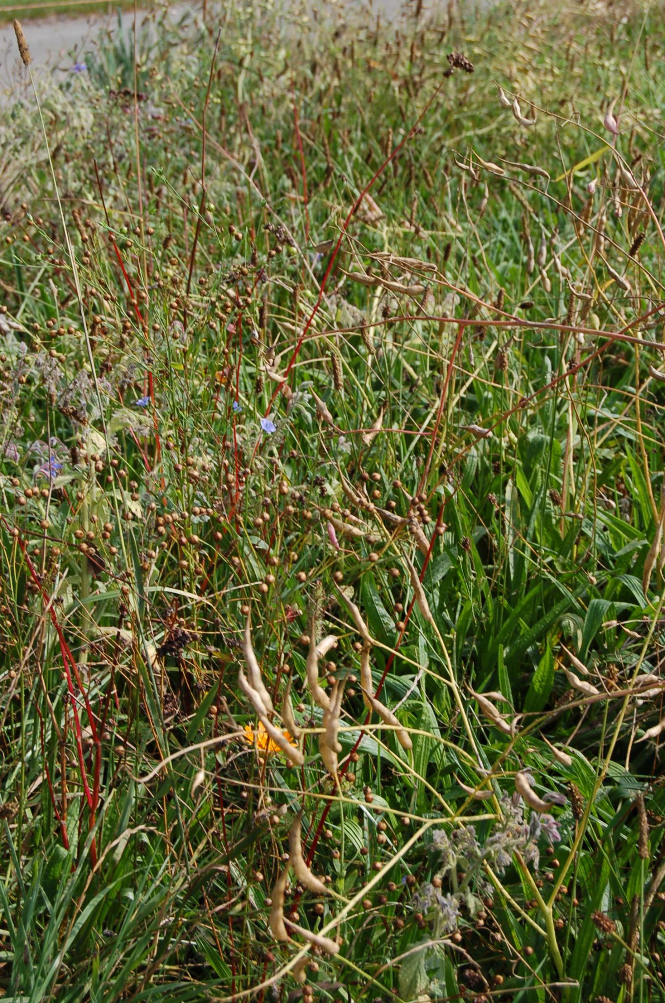 Bienengarten im September 2016