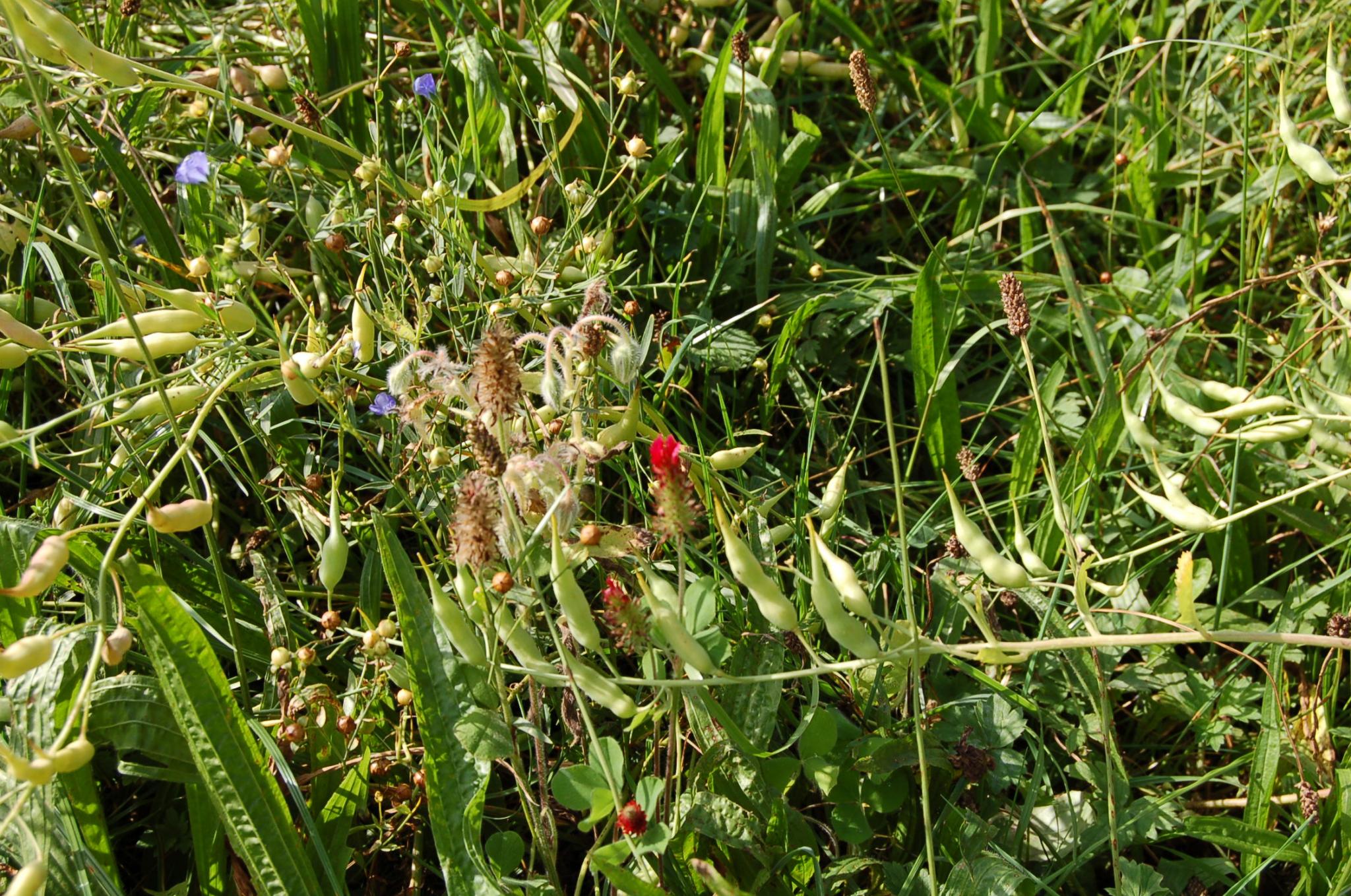 Bienengarten im September 2016