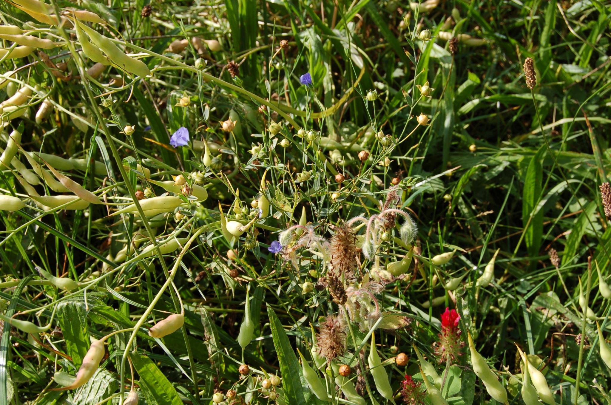 Bienengarten im September 2016