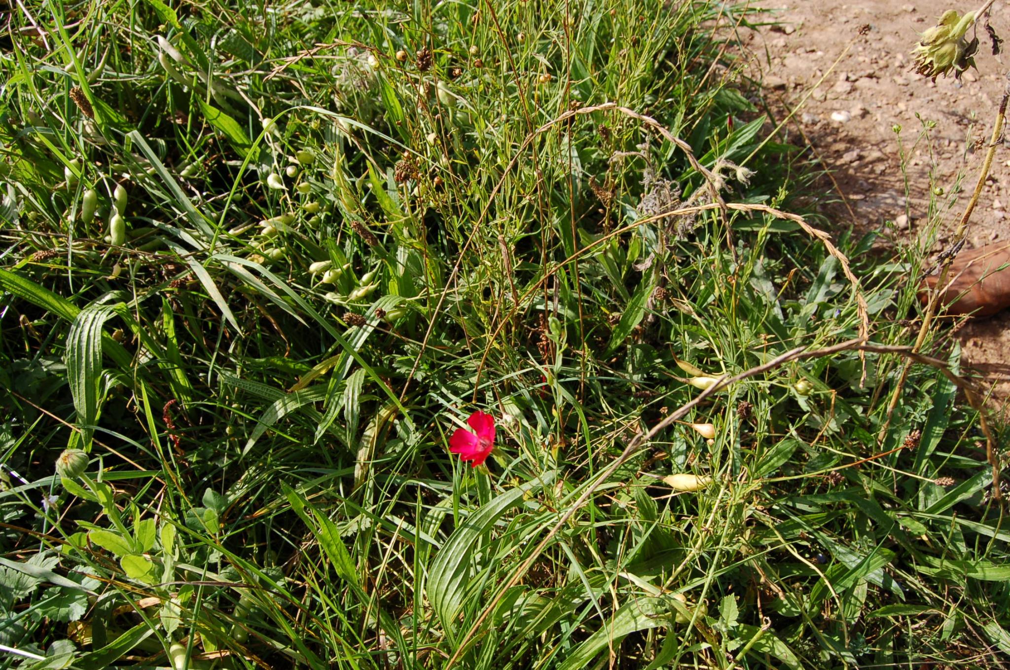 Bienengarten im September 2016