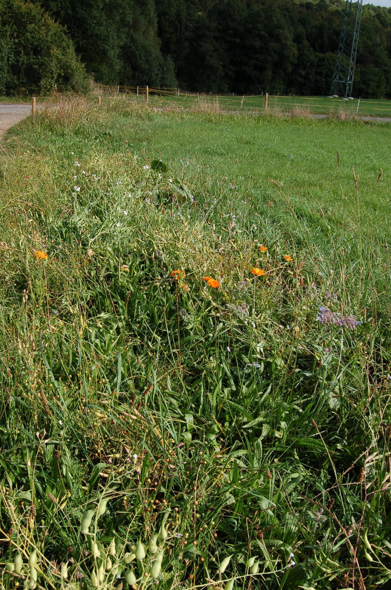 Bienengarten im September 2016