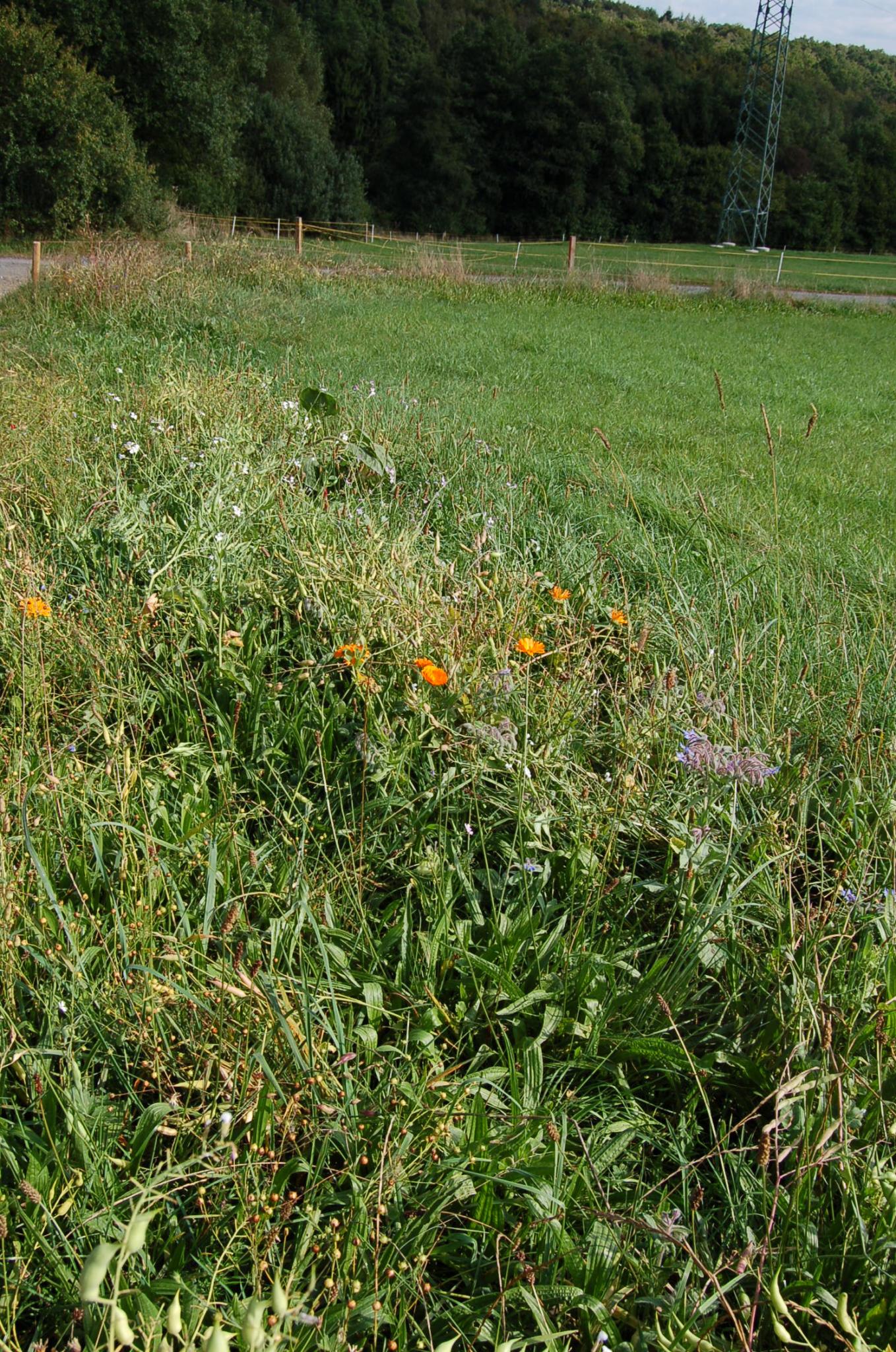 Bienengarten im September 2016