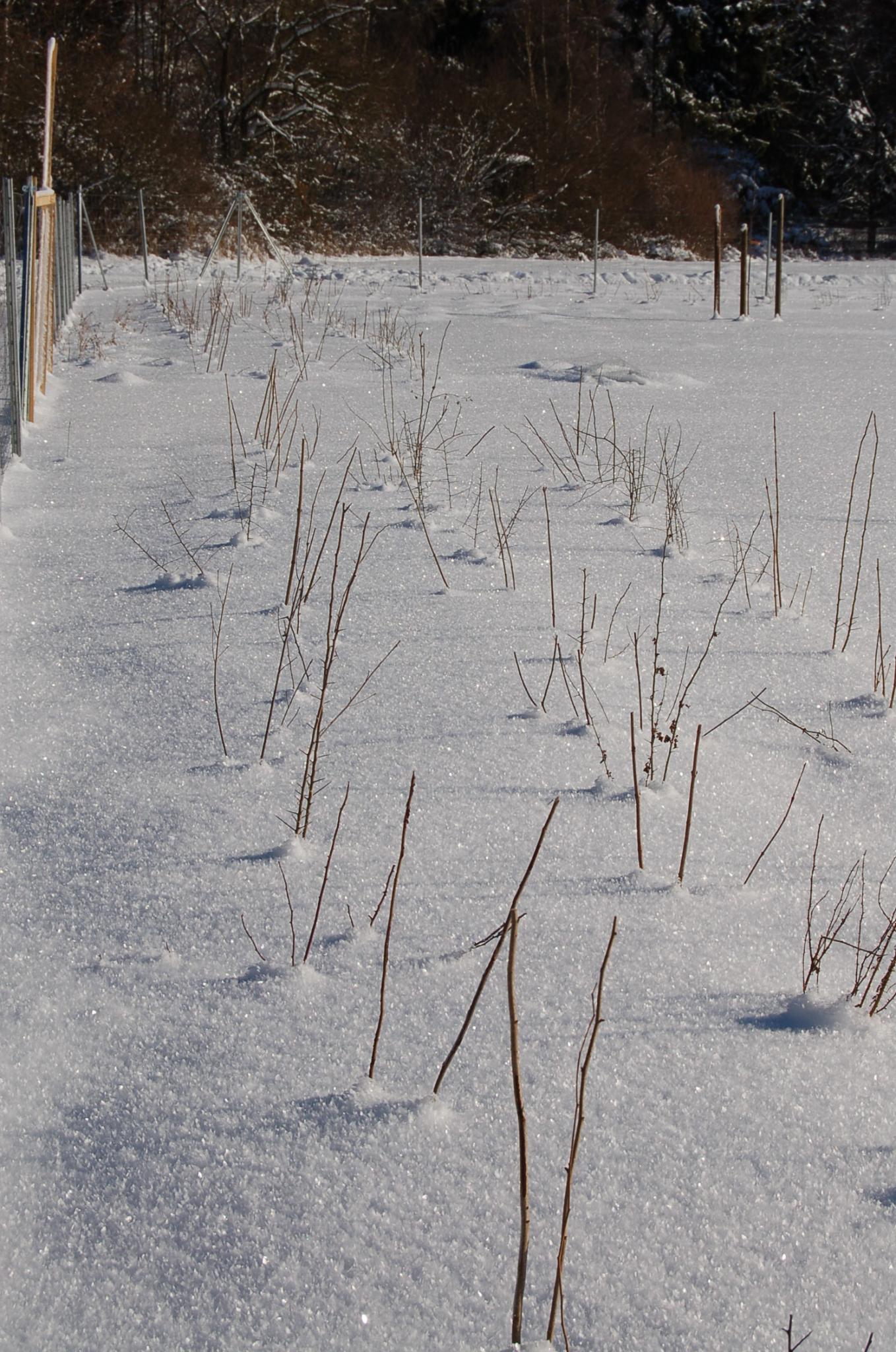 Bienengarten im Januar 2017