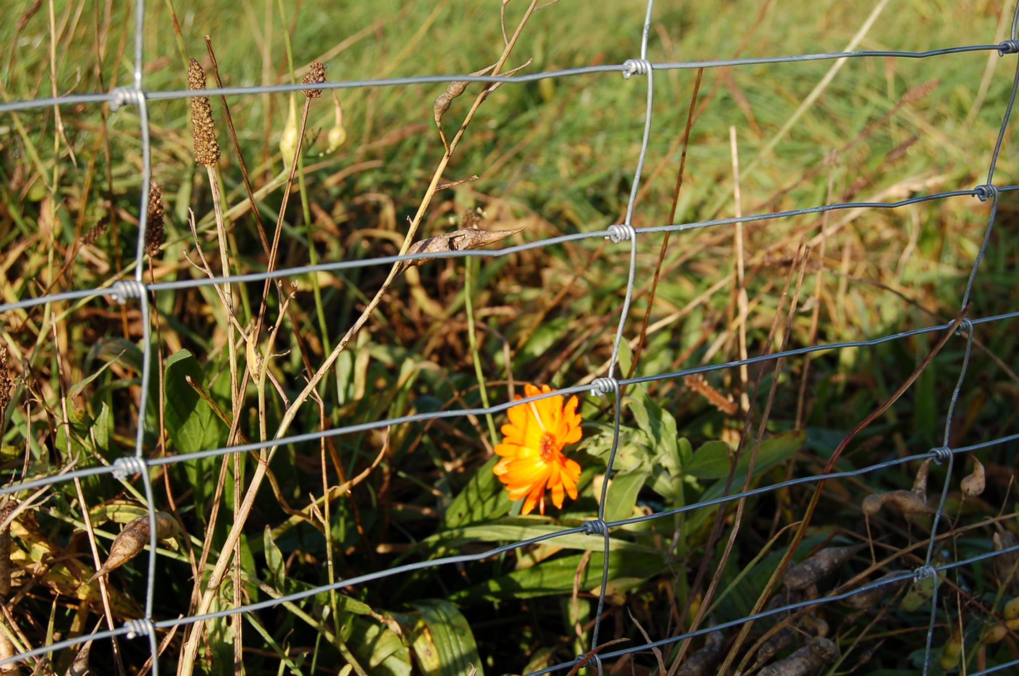 Errichtung des Wildschutzzauns