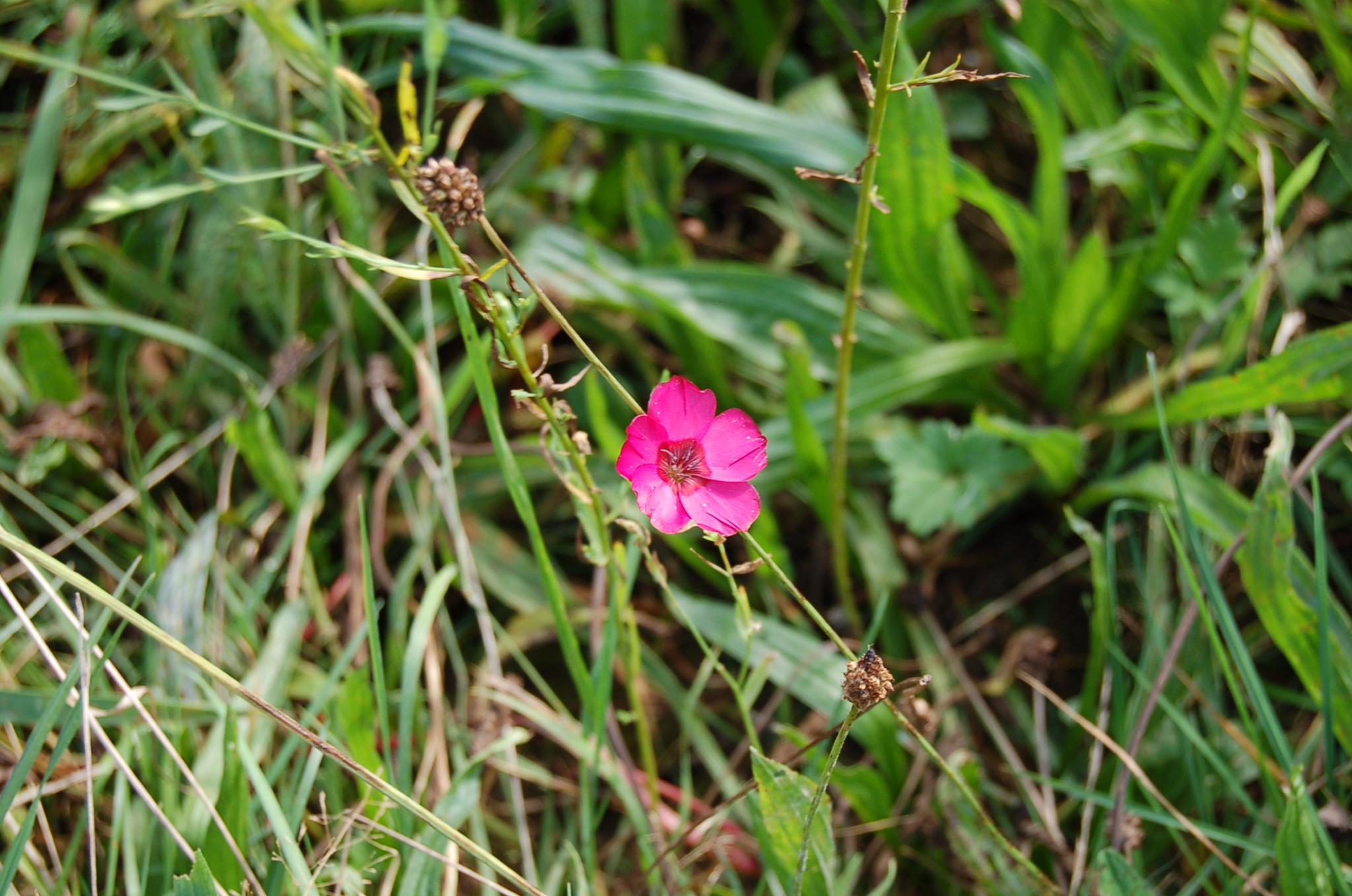 Bienengarten im September 2016