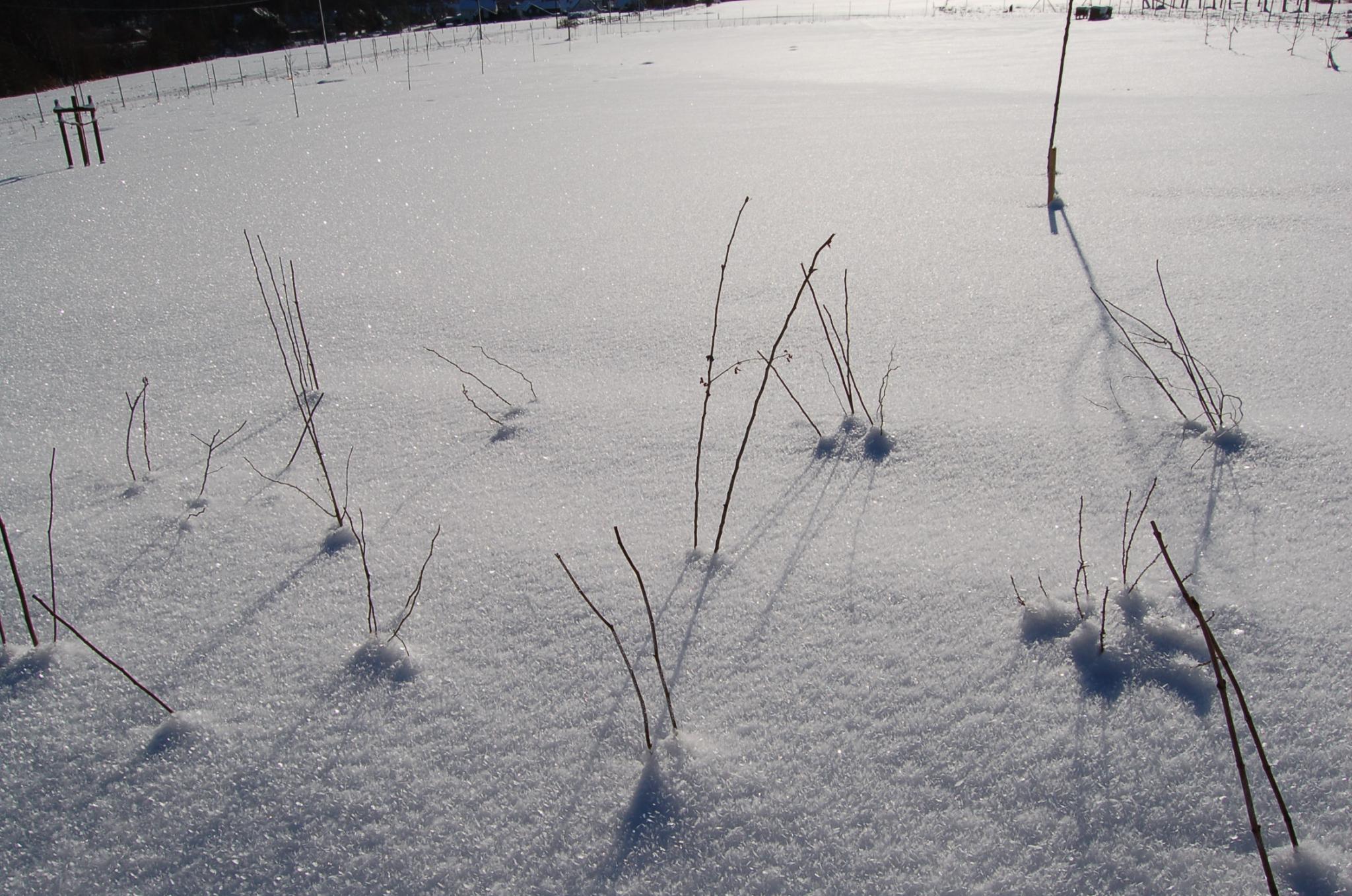 Bienengarten im Januar 2017