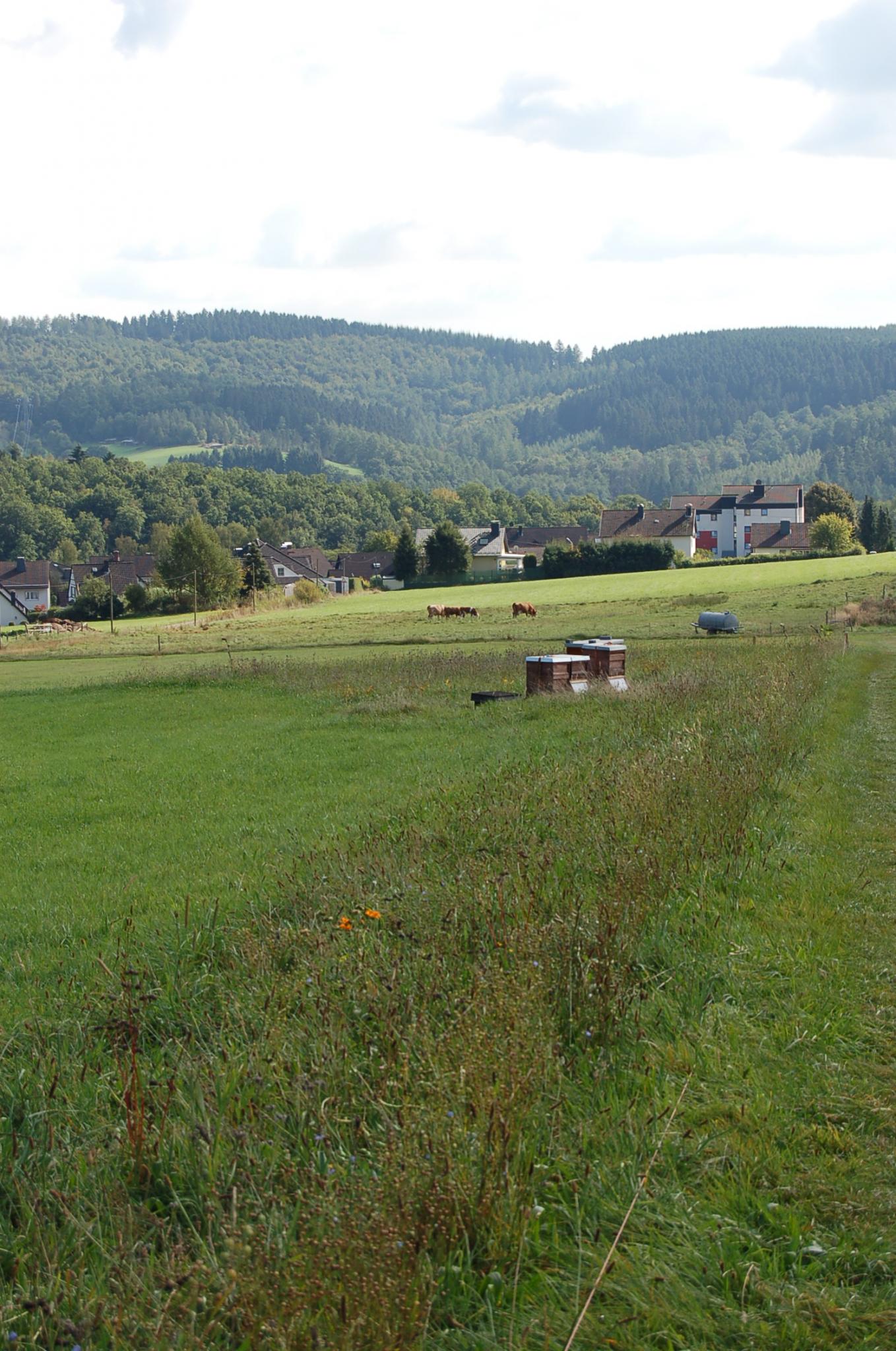 Bienengarten im September 2016