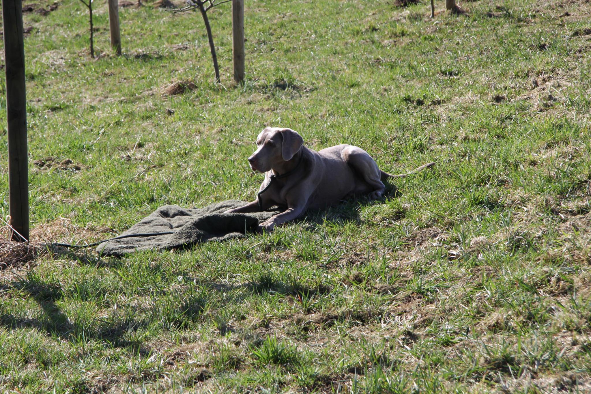 Bänke im Bienengarten